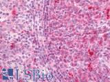 HLA-DPA1 Antibody - Human Tonsil: Formalin-Fixed, Paraffin-Embedded (FFPE).  This image was taken for the unconjugated form of this product. Other forms have not been tested.