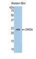 HLA-DRA Antibody - Western blot of recombinant HLA-DRA.  This image was taken for the unconjugated form of this product. Other forms have not been tested.
