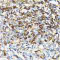 HLA-DRB3 Antibody - Immunohistochemistry of paraffin-embedded human tonsil tissue.