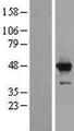 HMCES / C3orf37 Protein - Western validation with an anti-DDK antibody * L: Control HEK293 lysate R: Over-expression lysate