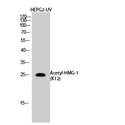 HMG1 / HMGB1 Antibody - Western blot of Acetyl-HMG-1 (K12) antibody