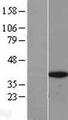 HMG20B / BRAF35 Protein - Western validation with an anti-DDK antibody * L: Control HEK293 lysate R: Over-expression lysate