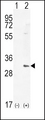 HMOX1 / HO-1 Antibody - Western blot of HMOX1 (arrow) using rabbit polyclonal HMOX1 Antibody. 293 cell lysates (2 ug/lane) either nontransfected (Lane 1) or transiently transfected (Lane 2) with the HMOX1 gene.
