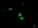 HMOX2 / Heme Oxygenase 2 Antibody - Anti-HMOX2 mouse monoclonal antibody immunofluorescent staining of COS7 cells transiently transfected by pCMV6-ENTRY HMOX2.