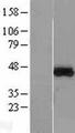 HMRF1L / MTRF1L Protein - Western validation with an anti-DDK antibody * L: Control HEK293 lysate R: Over-expression lysate