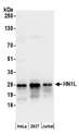 HN1L Antibody - Detection of human HN1L by western blot. Samples: Whole cell lysate (50 µg) from HeLa, HEK293T, and Jurkat cells prepared using NETN lysis buffer. Antibodies: Affinity purified rabbit anti-HN1L antibody used for WB at 0.1 µg/ml. Detection: Chemiluminescence with an exposure time of 10 seconds.