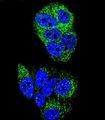 HNF4A / HNF4 Antibody - Confocal immunofluorescence of HNF4A Antibody with MCF-7 cell followed by Alexa Fluor 488-conjugated goat anti-rabbit lgG (green). DAPI was used to stain the cell nuclear (blue).