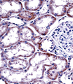 HNF4A / HNF4 Antibody - HNF4A Antibody immunohistochemistry of formalin-fixed and paraffin-embedded human kidney tissue followed by peroxidase-conjugated secondary antibody and DAB staining.