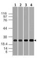 HNLF / TMED4 Antibody - Fig-1: Western blot analysis of ERS25. Anti-ERS25 antibody was used at 1 µg/ml on (1) MCF-7, (2) HepG2, (3) 3T3 and (4) Raw lysates.