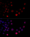 HNRNPH2 / hnRNP H2 Antibody - Immunofluorescence analysis of 293T cells using HNRNPH2 antibody at dilution of 1:100 (40x lens). Blue: DAPI for nuclear staining.