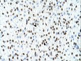 HNRPA1 / HnRNP A1 Antibody - HNRNPA1 / HnRNP A1 antibody ARP40383_T100-NP_002127-HNRPA1 (heterogeneous nuclear ribonucleoprotein A1) Antibody was used in IHC to stain formalin-fixed, paraffin-embedded human heart.  This image was taken for the unconjugated form of this product. Other forms have not been tested.
