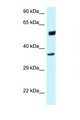 HOMER3 / Homer 3 Antibody - HOMER3 antibody Western blot of HeLa Cell lysate. Antibody concentration 1 ug/ml.  This image was taken for the unconjugated form of this product. Other forms have not been tested.