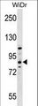 HOOK1 Antibody - HOOK1 Antibody western blot of WiDr cell line lysates (35 ug/lane). The HOOK1 antibody detected the HOOK1 protein (arrow).