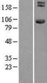 HOOK1 Protein - Western validation with an anti-DDK antibody * L: Control HEK293 lysate R: Over-expression lysate
