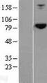 HOOK2 Protein - Western validation with an anti-DDK antibody * L: Control HEK293 lysate R: Over-expression lysate