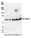 HOOK3 Antibody - Detection of human and mouse HOOK3 by western blot. Samples: Whole cell lysate (50 µg) from HeLa, HEK293T, Jurkat, mouse TCMK-1, and mouse NIH 3T3 cells prepared using NETN lysis buffer. Antibody: Affinity purified rabbit anti-HOOK3 antibody used for WB at 0.1 µg/ml. Detection: Chemiluminescence with an exposure time of 30 seconds.
