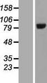 HOOK3 Protein - Western validation with an anti-DDK antibody * L: Control HEK293 lysate R: Over-expression lysate