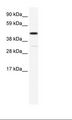 HOXA3 Antibody - NIH 3T3 Cell Lysate.  This image was taken for the unconjugated form of this product. Other forms have not been tested.