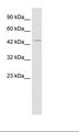 HOXA3 Antibody - HepG2 Cell Lysate.  This image was taken for the unconjugated form of this product. Other forms have not been tested.