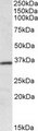 HOXA4 Antibody - HOXA4 antibody (0.1 ug/ml) staining of Human Colon lysate (35 ug protein/ml in RIPA buffer). Primary incubation was 1 hour. Detected by chemiluminescence.
