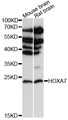 HOXA7 Antibody - Western blot analysis of extracts of various cell lines, using HOXA7 antibody at 1:3000 dilution. The secondary antibody used was an HRP Goat Anti-Rabbit IgG (H+L) at 1:10000 dilution. Lysates were loaded 25ug per lane and 3% nonfat dry milk in TBST was used for blocking. An ECL Kit was used for detection and the exposure time was 90s.