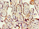 HOXA9 Antibody - Immunohistochemistry of paraffin-embedded human placenta using antibody at 1:100 dilution.