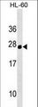 HOXC5 Antibody - Mouse Hoxc5 Antibody western blot of HL-60 cell line lysates (35 ug/lane). The Hoxc5 antibody detected the Hoxc5 protein (arrow).