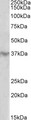 HOXD12 Antibody - HOXD12 antibody (2 ug/ml) staining of Human Heart lysate (35 ug protein in RIPA buffer). Primary incubation was 1 hour. Detected by chemiluminescence.