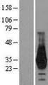 HOXD4 Protein - Western validation with an anti-DDK antibody * L: Control HEK293 lysate R: Over-expression lysate