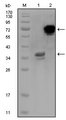 HPS / HPS1 Antibody - Western blot using HPS1 mouse monoclonal antibody against truncated HPS1 recombinant protein (1) and HPS1-hIgGFc transfected CHO-K1 cell lysate (2).