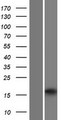 HRASLS2 Protein - Western validation with an anti-DDK antibody * L: Control HEK293 lysate R: Over-expression lysate