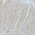 HRG Antibody - Immunohistochemistry of paraffin-embedded mouse stomach tissue.