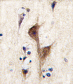 HRH3 / Histamine 3 Receptor Antibody - Formalin-fixed and paraffin-embedded human brain tissue reacted with HRH3 antibody , which was peroxidase-conjugated to the secondary antibody, followed by DAB staining. This data demonstrates the use of this antibody for immunohistochemistry; clinical relevance has not been evaluated.