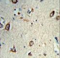 HS3ST2 Antibody - Formalin-fixed and paraffin-embedded human brain tissue reacted with HS3ST2 Antibody , which was peroxidase-conjugated to the secondary antibody, followed by DAB staining. This data demonstrates the use of this antibody for immunohistochemistry; clinical relevance has not been evaluated.