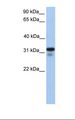 HS3ST6 Antibody - 721_B cell lysate. Antibody concentration: 1.0 ug/ml. Gel concentration: 12%.  This image was taken for the unconjugated form of this product. Other forms have not been tested.