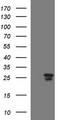 HSCB Antibody - HEK293T cells were transfected with the pCMV6-ENTRY control (Left lane) or pCMV6-ENTRY HSCB (Right lane) cDNA for 48 hrs and lysed. Equivalent amounts of cell lysates (5 ug per lane) were separated by SDS-PAGE and immunoblotted with anti-HSCB.
