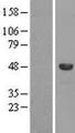 HSD-1 / SPAG8 Protein - Western validation with an anti-DDK antibody * L: Control HEK293 lysate R: Over-expression lysate