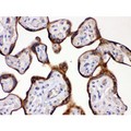HSD2 / HSD11B2 Antibody - HSD11B2 antibody IHC-paraffin. IHC(P): Human Placenta Tissue.