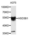 HSD3B1 Antibody - Western blot analysis of extracts of A375 cells.