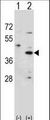 HSD3B1 Antibody - Western blot of HSD3B1 (arrow) using rabbit polyclonal HSD3B1 Antibody. 293 cell lysates (2 ug/lane) either nontransfected (Lane 1) or transiently transfected (Lane 2) with the HSD3B1 gene.