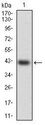 HSF4 Antibody - HSF4 Antibody in Western Blot (WB)