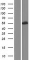 HSFX2 Protein - Western validation with an anti-DDK antibody * L: Control HEK293 lysate R: Over-expression lysate