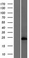 HSFY2 Protein - Western validation with an anti-DDK antibody * L: Control HEK293 lysate R: Over-expression lysate
