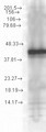 HSP40 co-chaperone YDJ1 Antibody - Hsp40, YDJ1 (1G10. H8), Recombinant YDJ1 01.1 ug per lane.  This image was taken for the unconjugated form of this product. Other forms have not been tested.