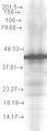 HSP40 co-chaperone YDJ1 Antibody - Hsp40 (YDJ1-2A7. H6), 0.1 ug per lane.  This image was taken for the unconjugated form of this product. Other forms have not been tested.