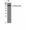 HSP90 Beta Antibody - Western blot of Phospho-HSP90beta (S226) antibody