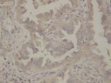 HSP90 / Heat Shock Protein 90 Antibody -  This image was taken for the unconjugated form of this product. Other forms have not been tested.