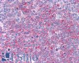 HSP90AA1 / Hsp90 Alpha A1 Antibody - Anti-HSP90AA1 / Hsp90 antibody IHC of human tonsil. Immunohistochemistry of formalin-fixed, paraffin-embedded tissue after heat-induced antigen retrieval. Antibody concentration 5 ug/ml.  This image was taken for the unconjugated form of this product. Other forms have not been tested.