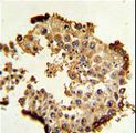 HSP90AB1 / HSP90 Alpha B1 Antibody - Formalin-fixed and paraffin-embedded human testis tissue reacted with HSP90AB1 Antibody , which was peroxidase-conjugated to the secondary antibody, followed by DAB staining. This data demonstrates the use of this antibody for immunohistochemistry; clinical relevance has not been evaluated.