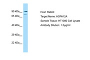 HSPA12A Antibody -  This image was taken for the unconjugated form of this product. Other forms have not been tested.